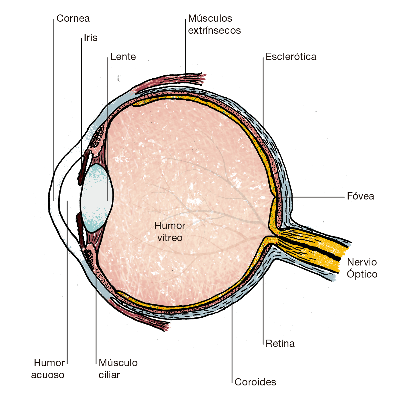 Estructura del ojo humano
