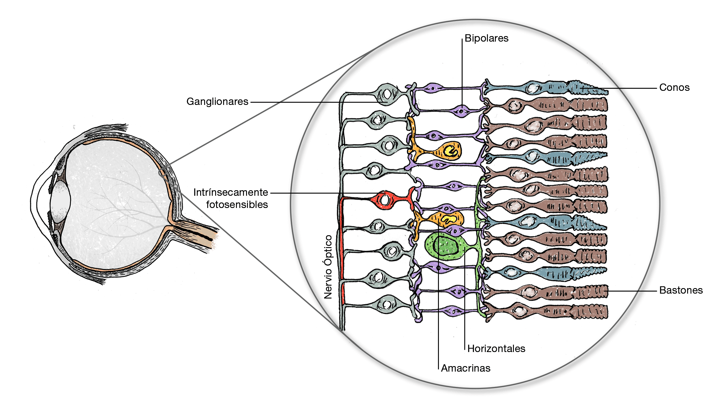 Células de la retina (capa retinal).